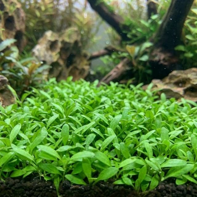 Glosso : Glossostigma elatinoides