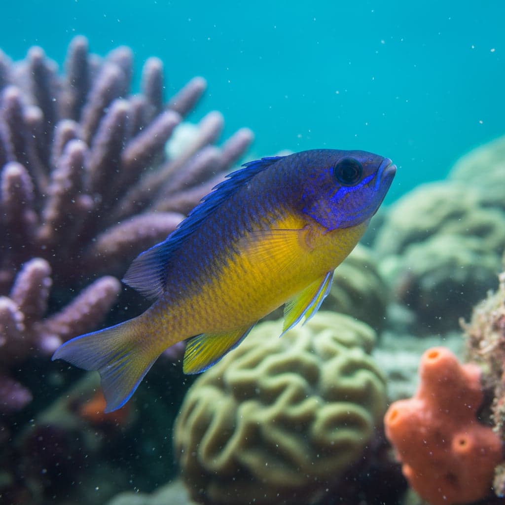 Gold Belly Damselfish