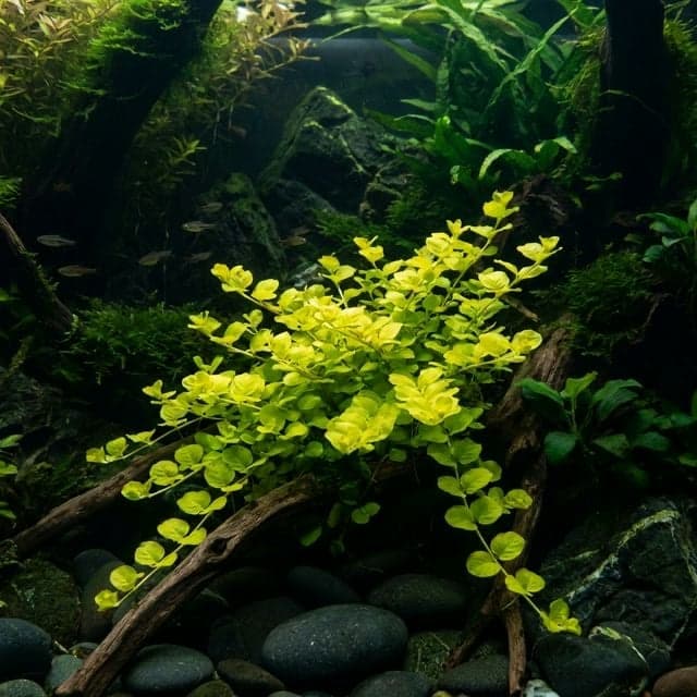 Lysimachia nummularia "aurea" : lysimaque nummulaire dorée