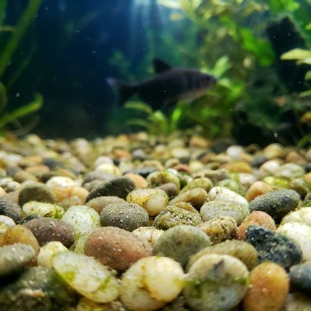 Gravel: The Reliable Classic