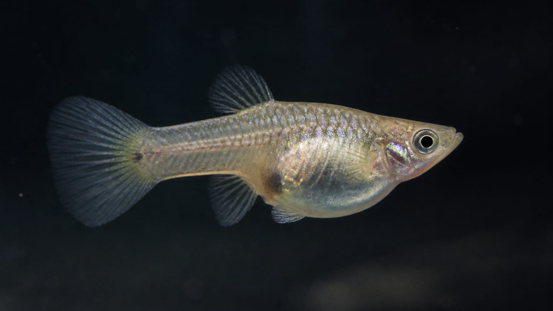 Reproduction et élevage des alevins de Guppy