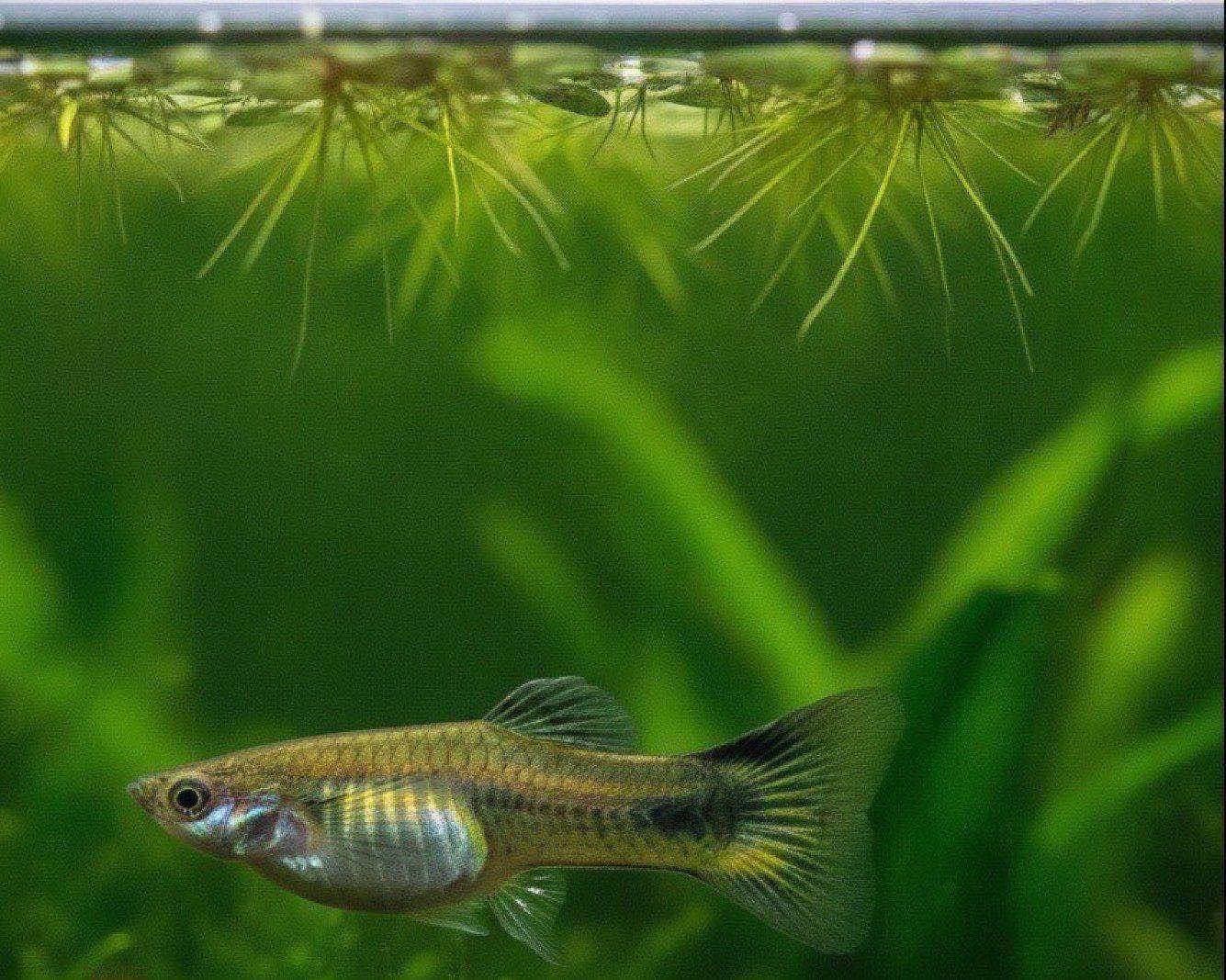 Reprodução de guppy e criação de filhotes