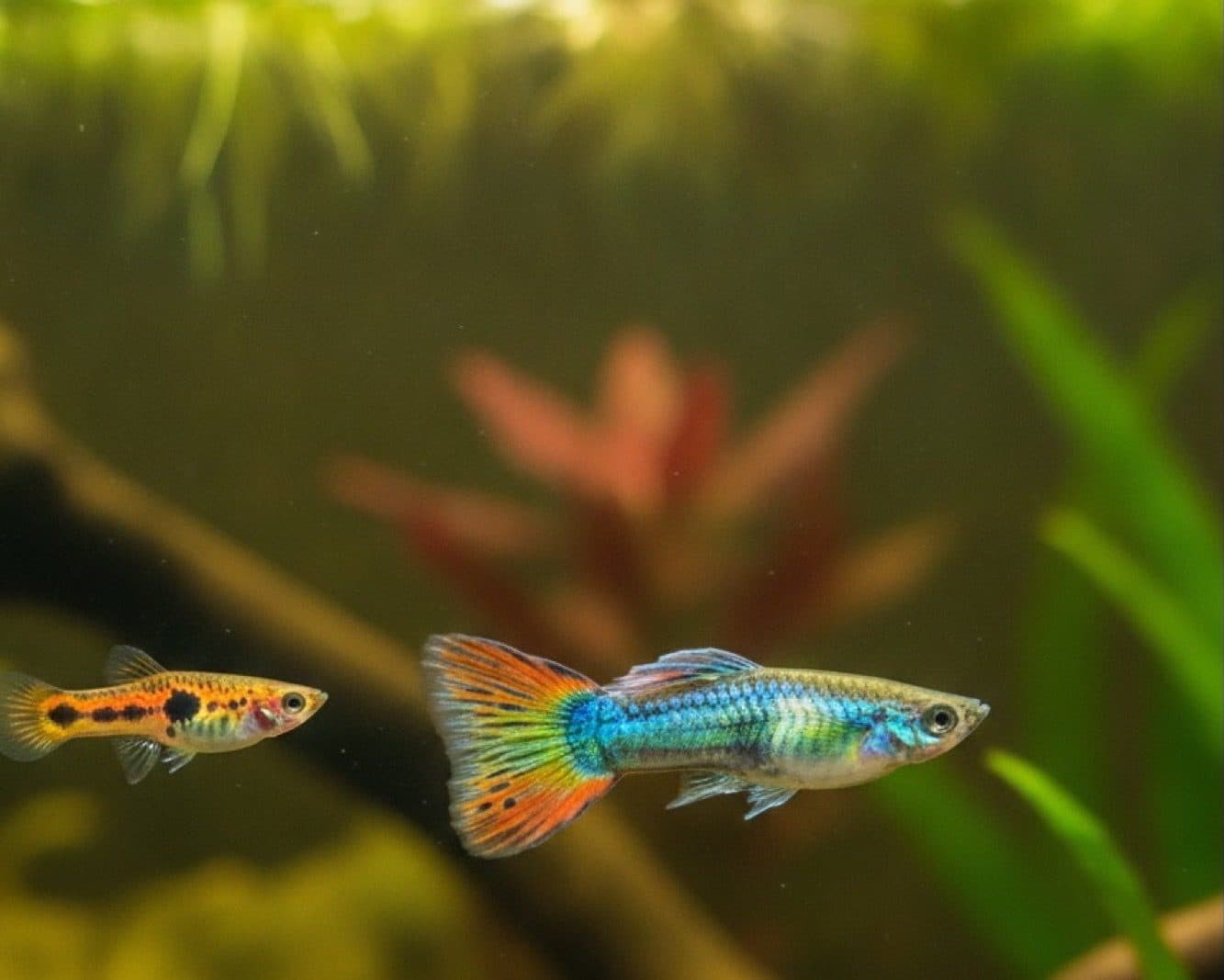Guppy vs endler: como diferenciar