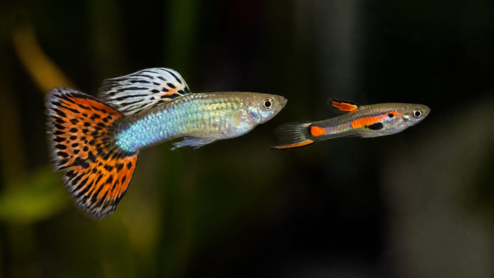Male vs Female Guppies: How to Tell Them Apart