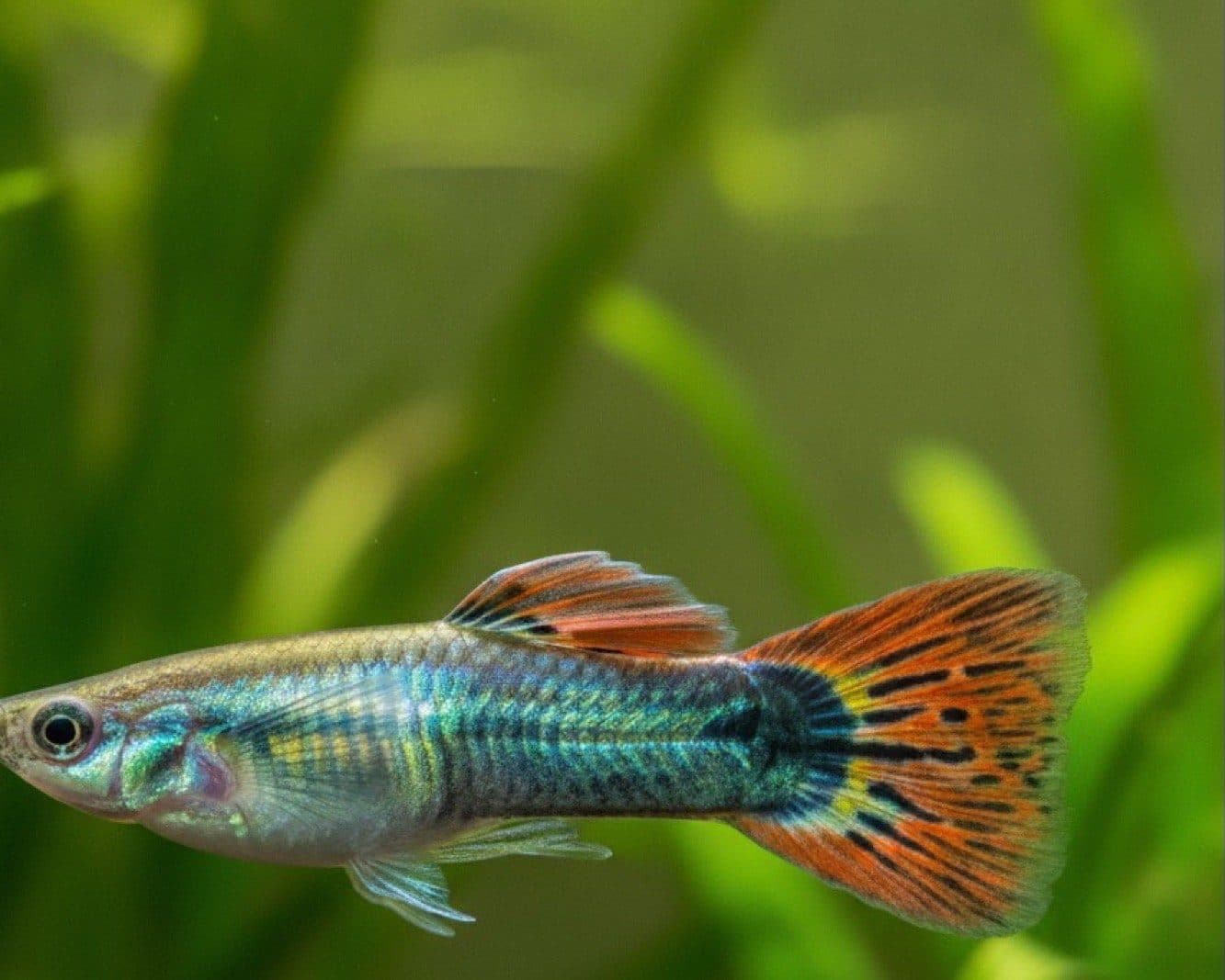 Doenças e problemas de saúde do guppy