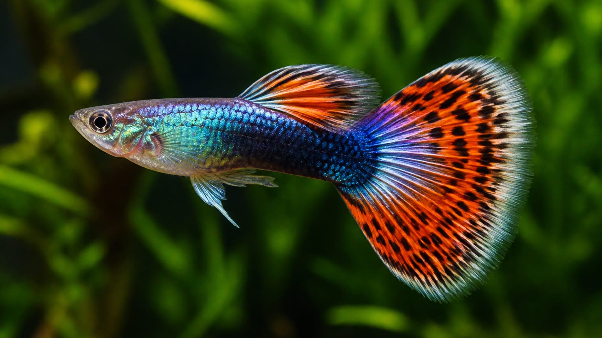 How Long Do Guppies Live? Lifespan and What Shortens It