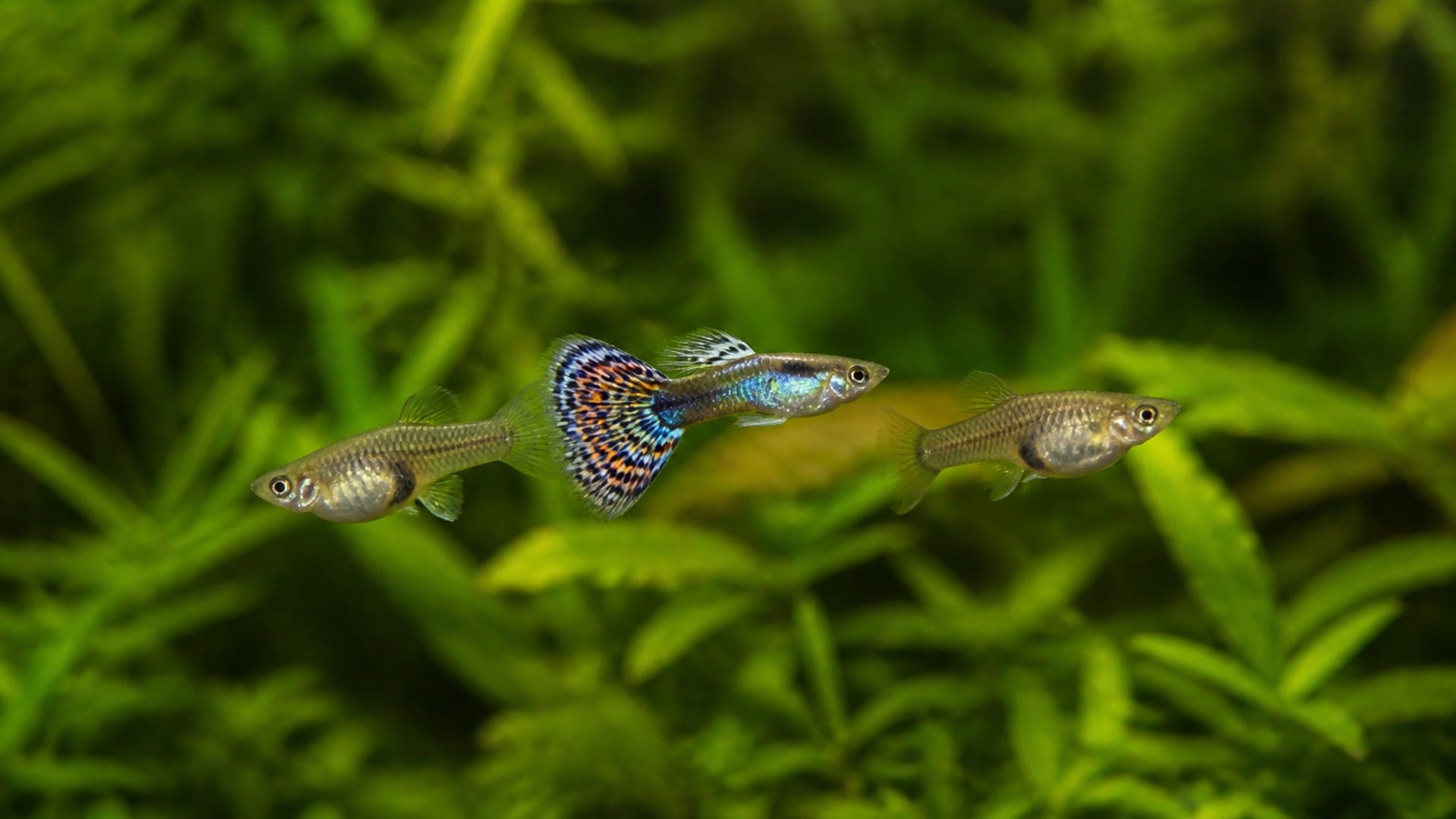 Taille de l'aquarium et ratio de peuplement pour Guppy