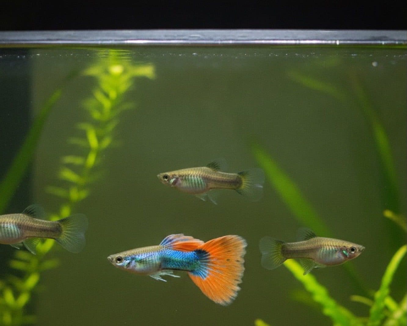 Tamanho de aquário e lotação para guppys
