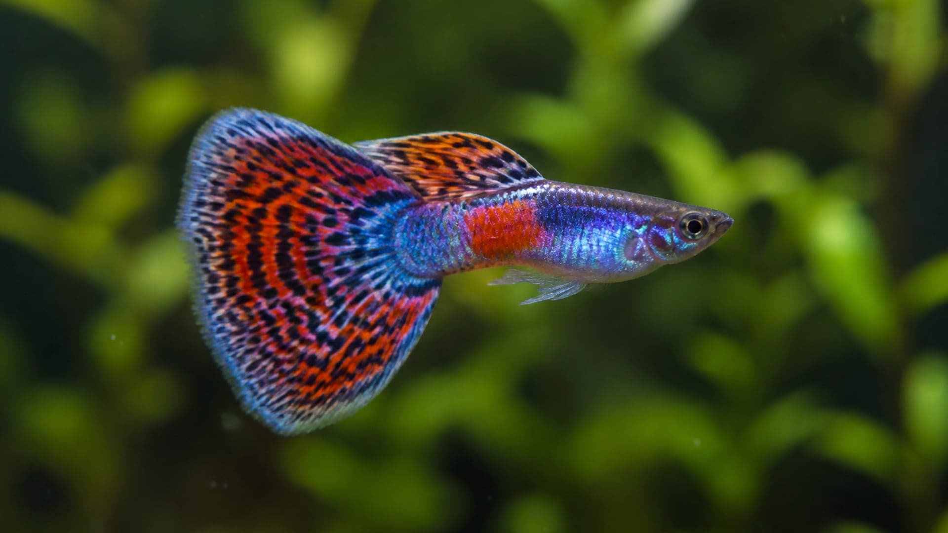 Types de nageoires et souches de couleurs de Guppy
