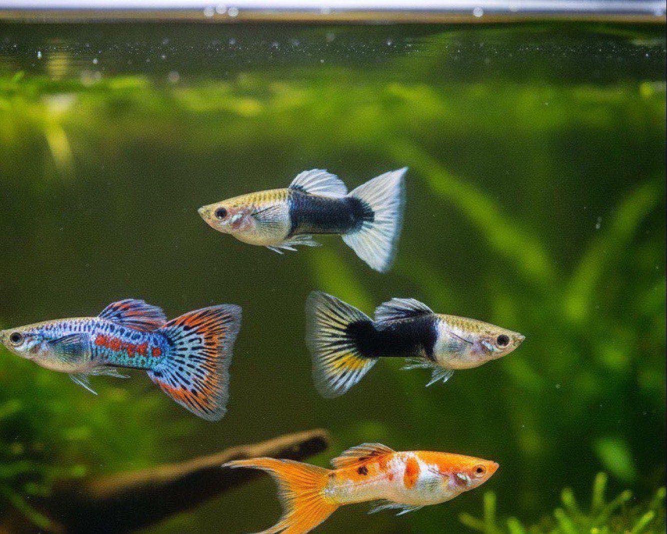 Tipos de cauda e linhagens de cor do guppy
