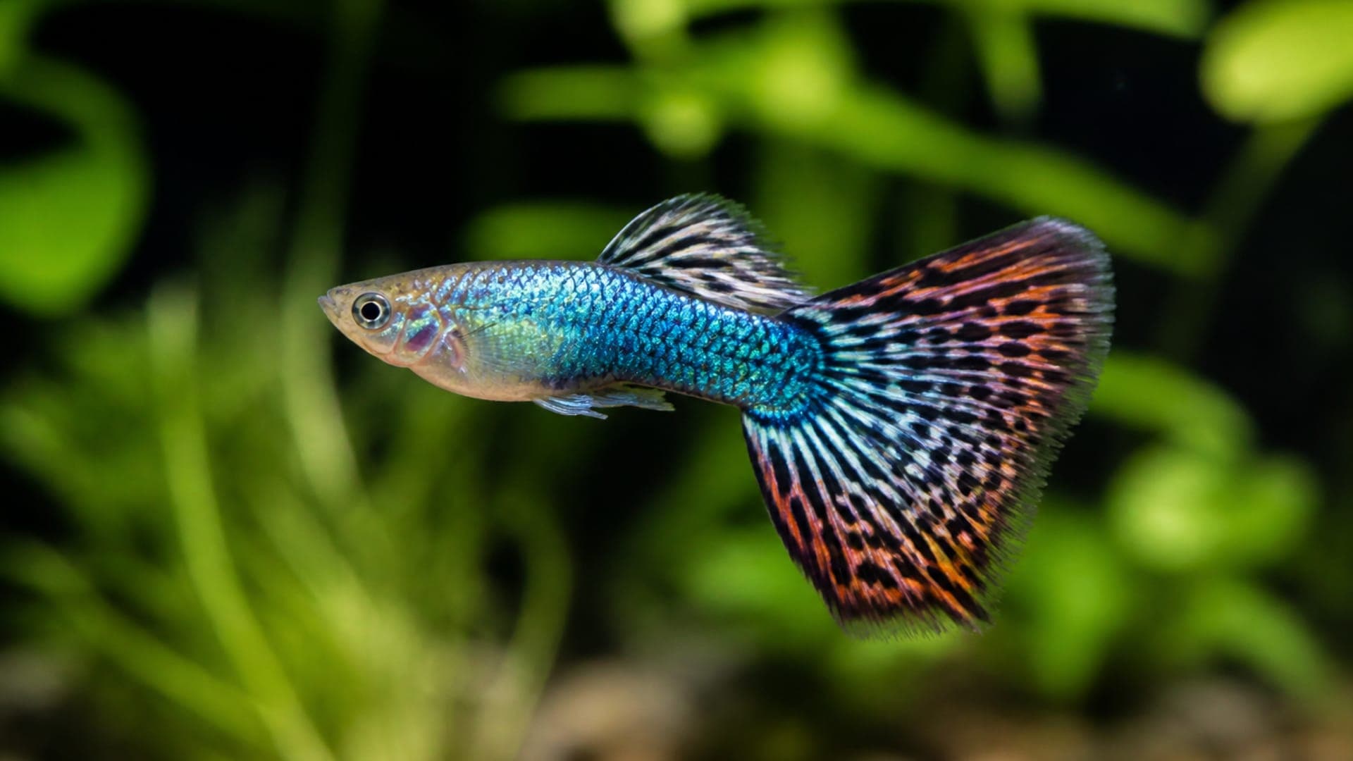 Température des Guppys : Plage, Chauffage et Durée de Vie