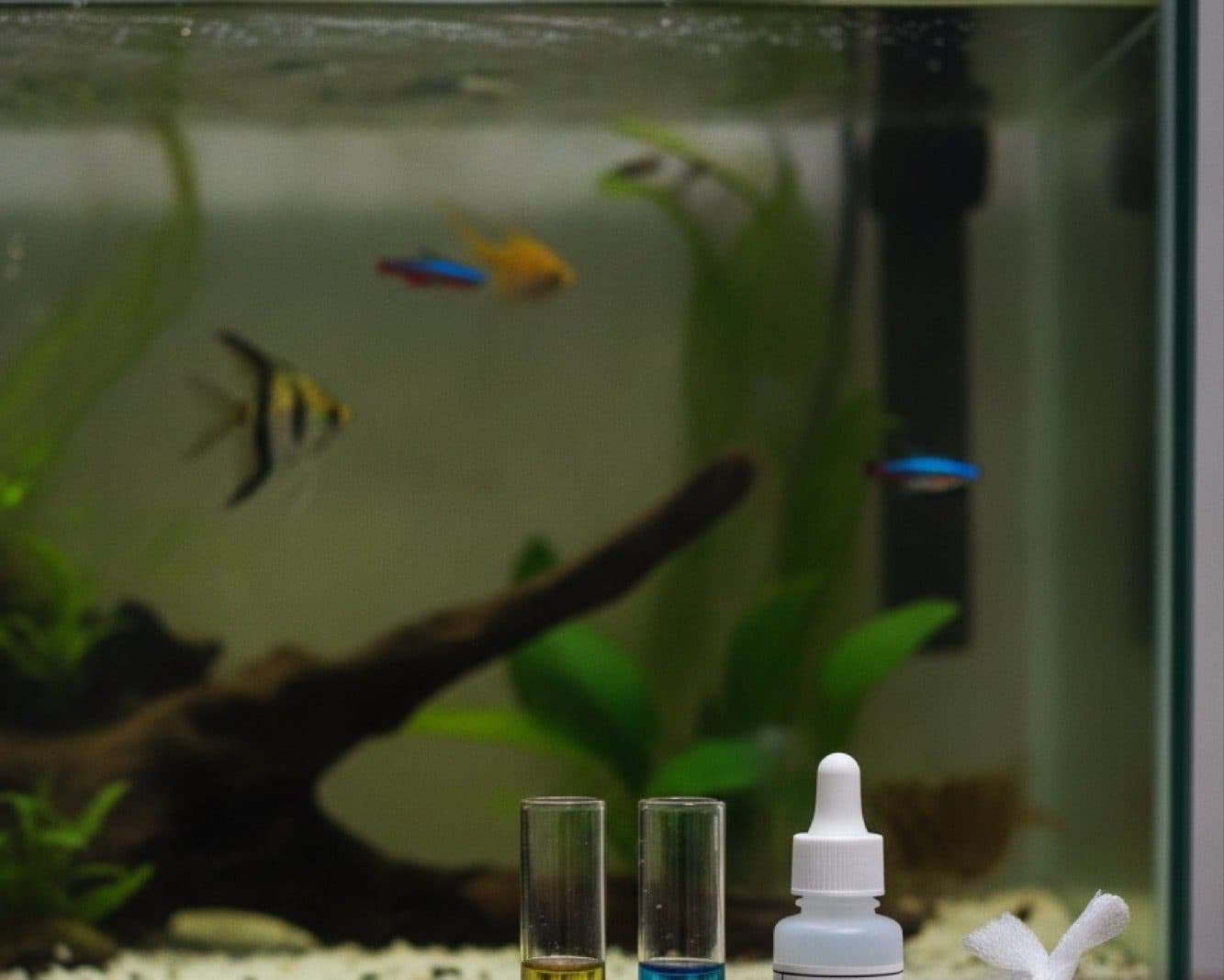 Dureza da água para guppys: GH, KH e pH