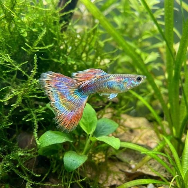 Guppy