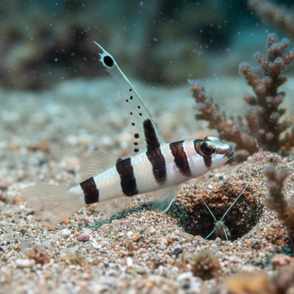 Hi-fin Banded Goby: Stonogobiops nematodes