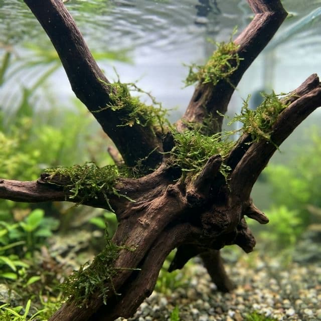 Horn Wood: The Dark Iron