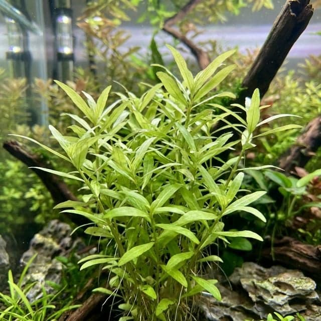 La mauvaise herbe : Hygrophila polysperma