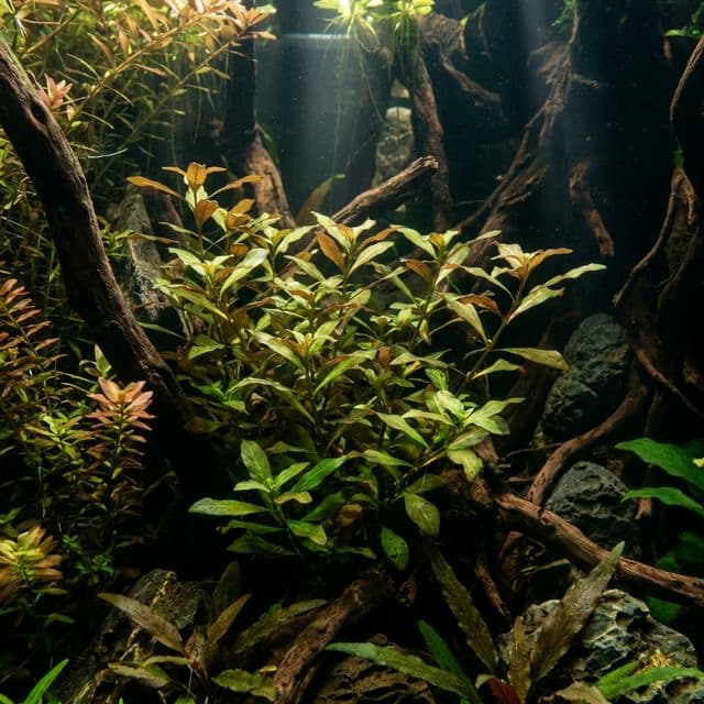 Indian Swampweed: Hygrophila polysperma