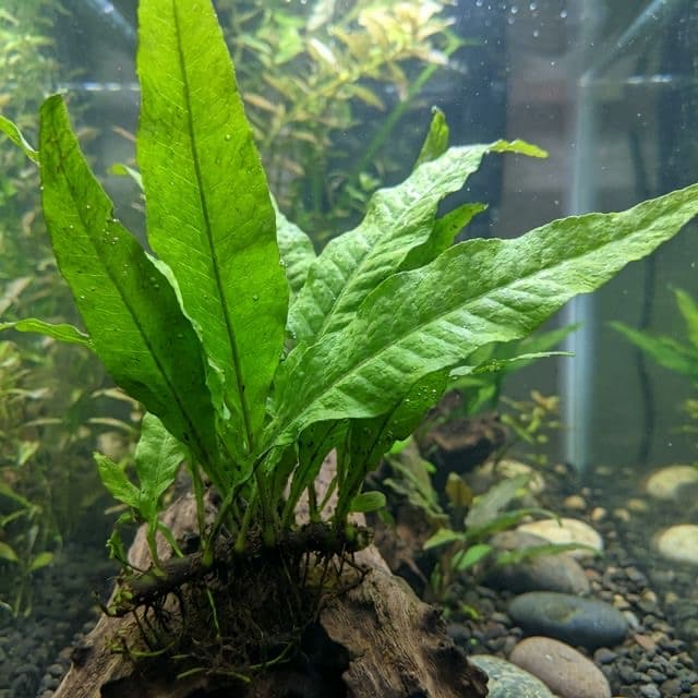 The Textured Classic: Java Fern