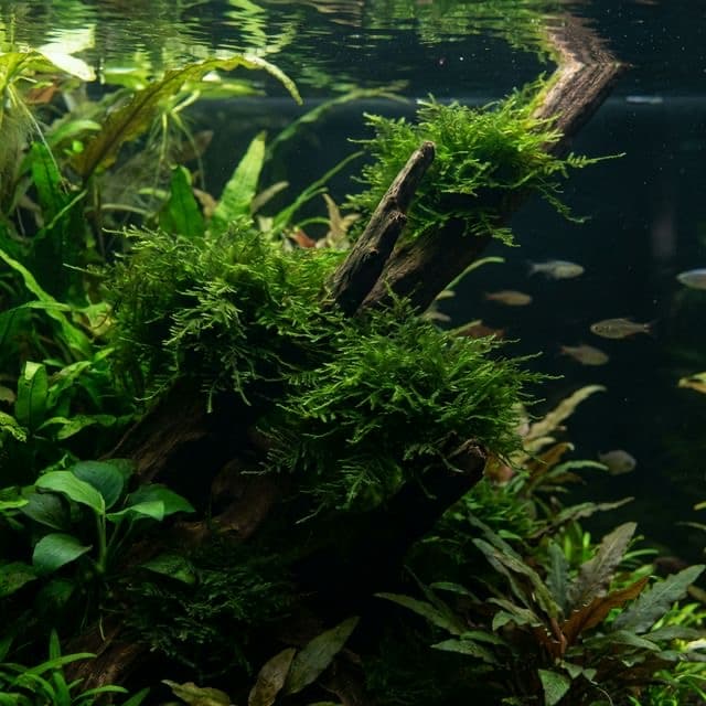 Java Moss: Taxiphyllum barbieri