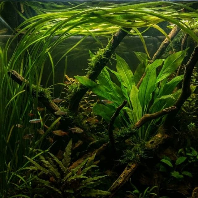 Aquascape jungle