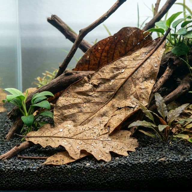 Leaf litter
