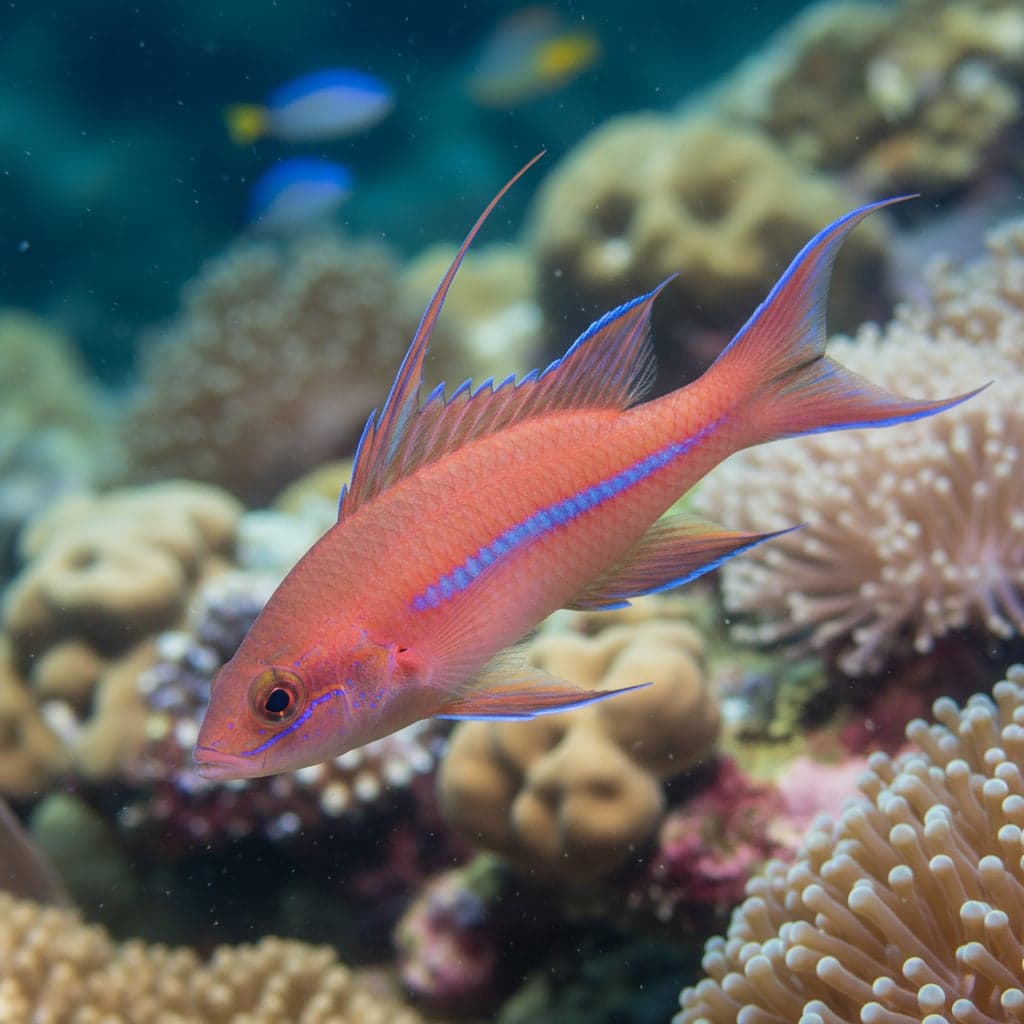 Longfin Anthias: Pseudanthias ventralis