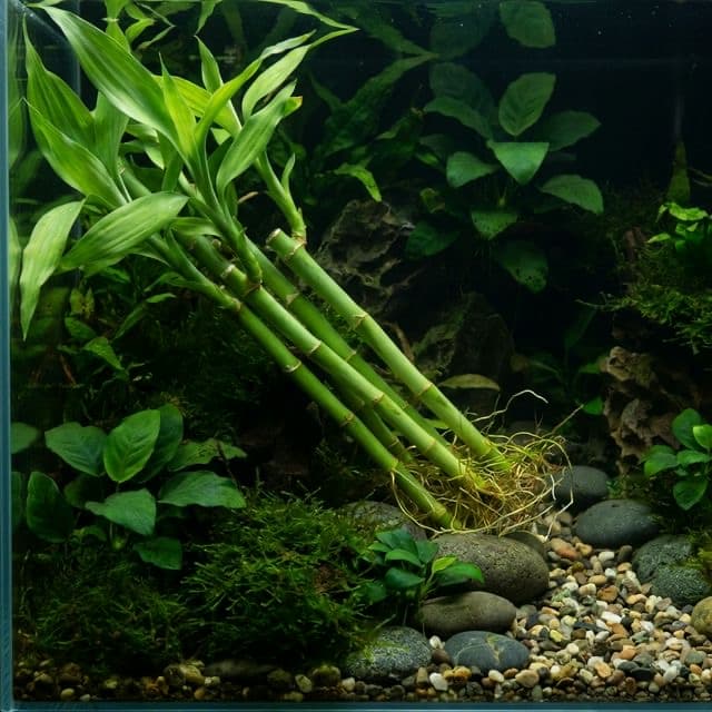 Lucky Bamboo: Dracaena sanderiana