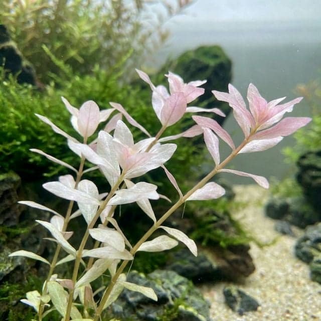 Ludwigia sp. "White" : la rare albino