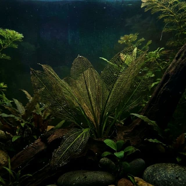 Madagascar Lace Plant: Aponogeton madagascariensis