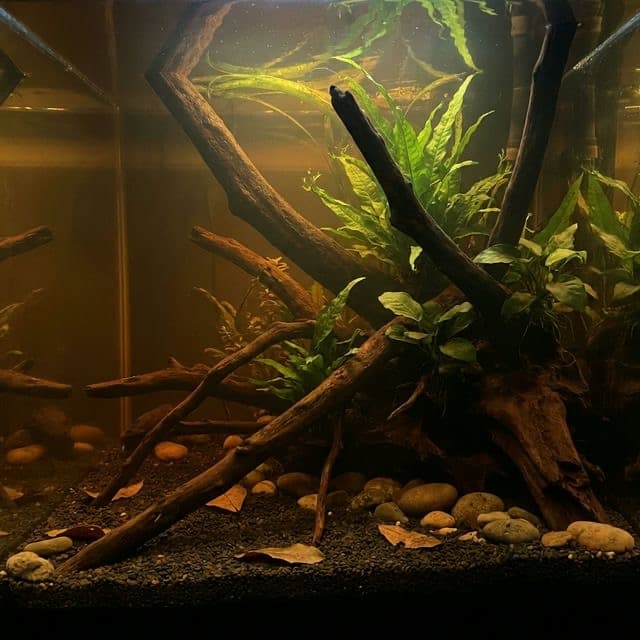 Malaysian Driftwood: The Sinker