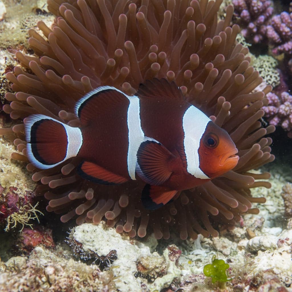 Poisson Clown Marron