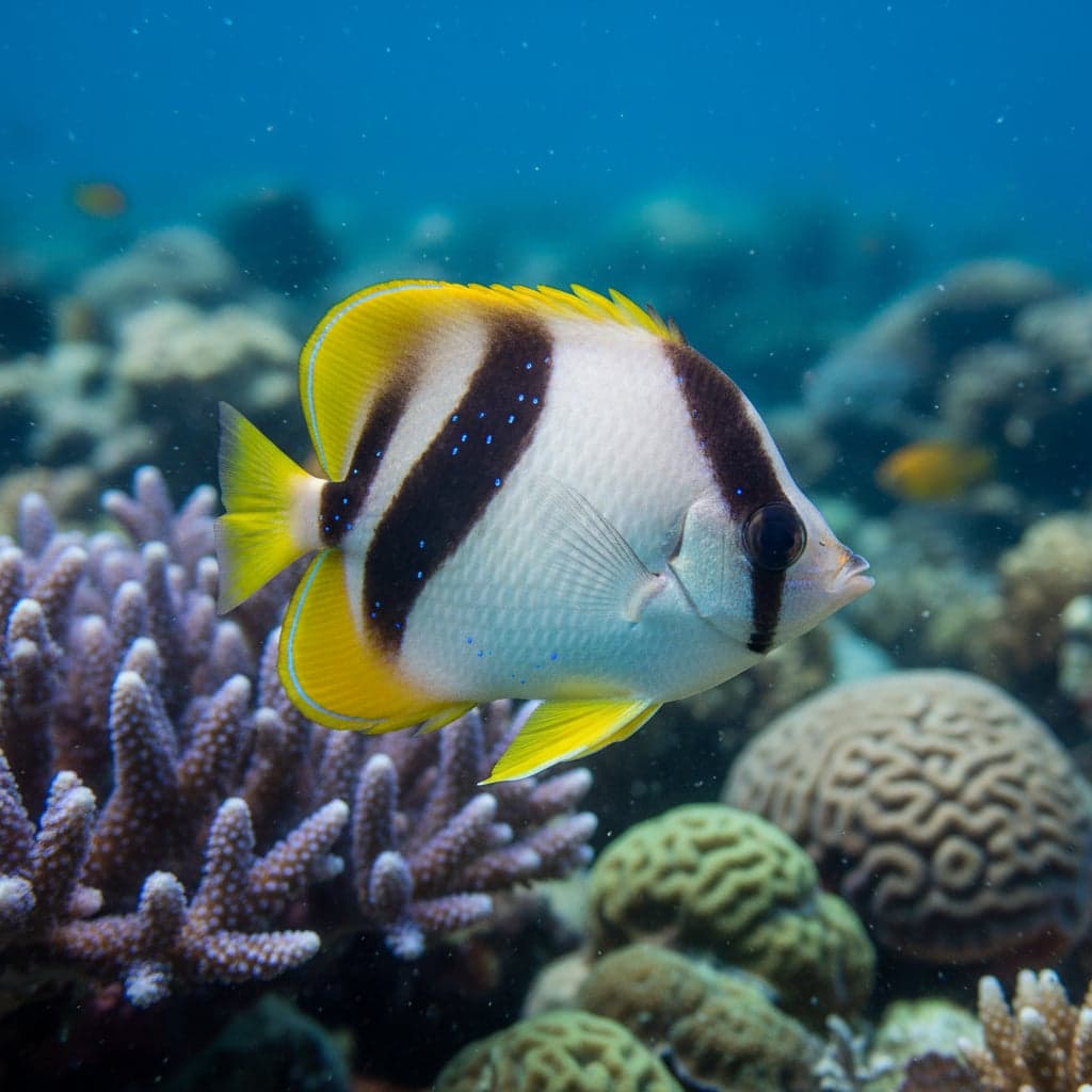 Poisson Papillon des Marquises
