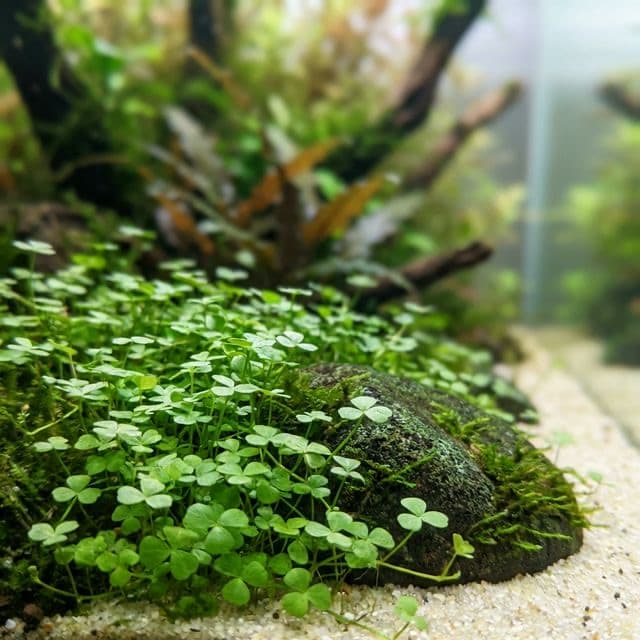 Dwarf Four Leaf Clover: Marsilea hirsuta