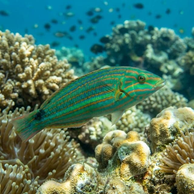 Labre Melanurus