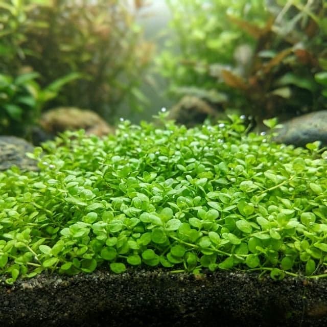Micranthemum "Monte Carlo" : le tapis facile