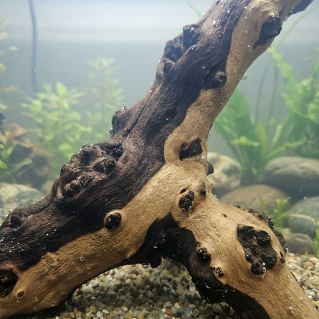 Mopani Wood: The Heavyweight