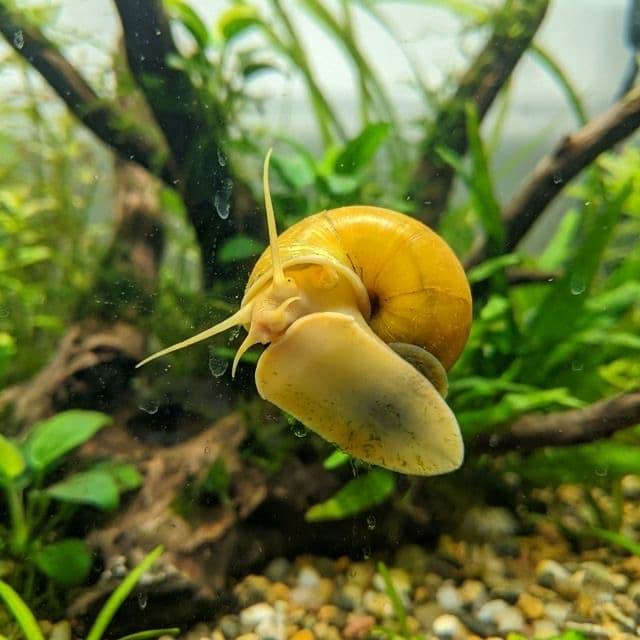 The Mystery Snail: Pomacea bridgesii