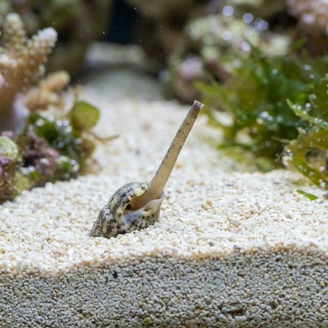 Nassarius Snail: Nassarius vibex