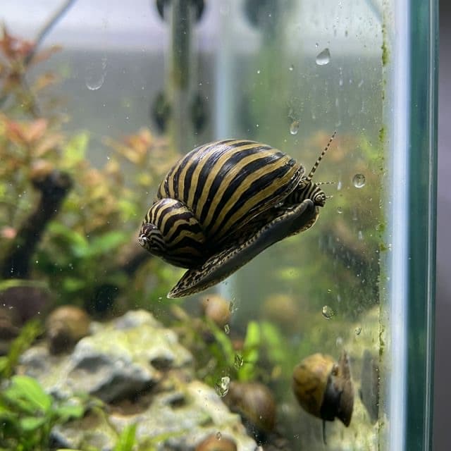 The Nerite Snail: Neritina sp