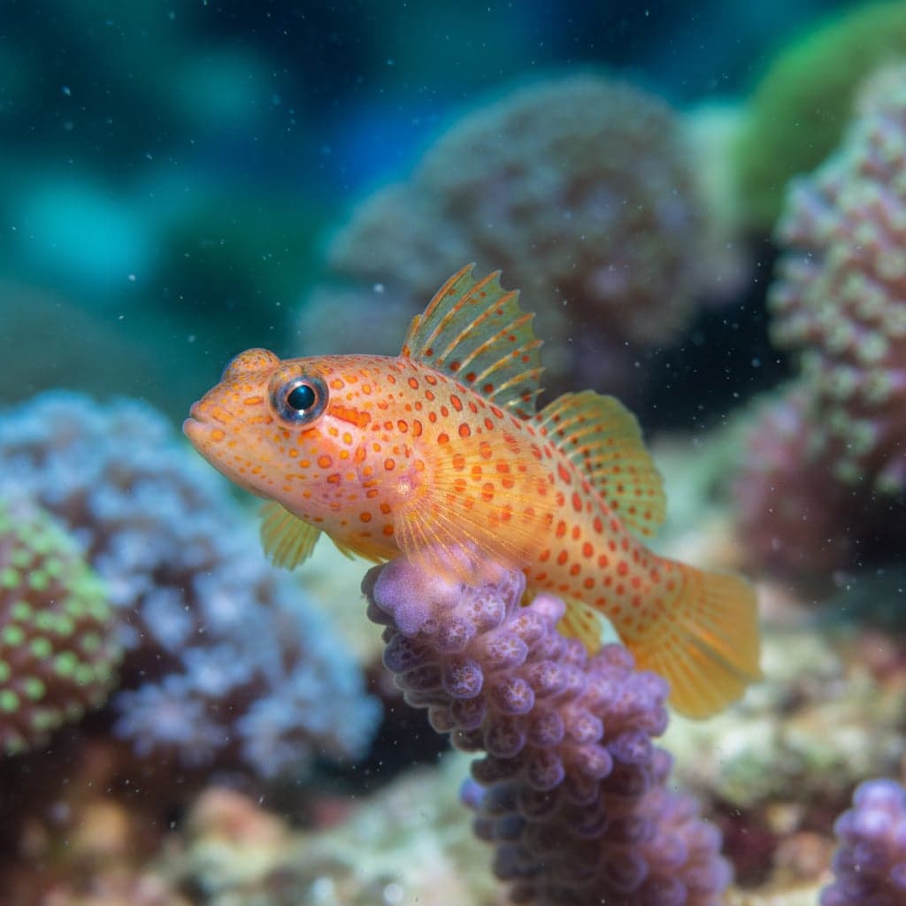 Orange Spot Goby
