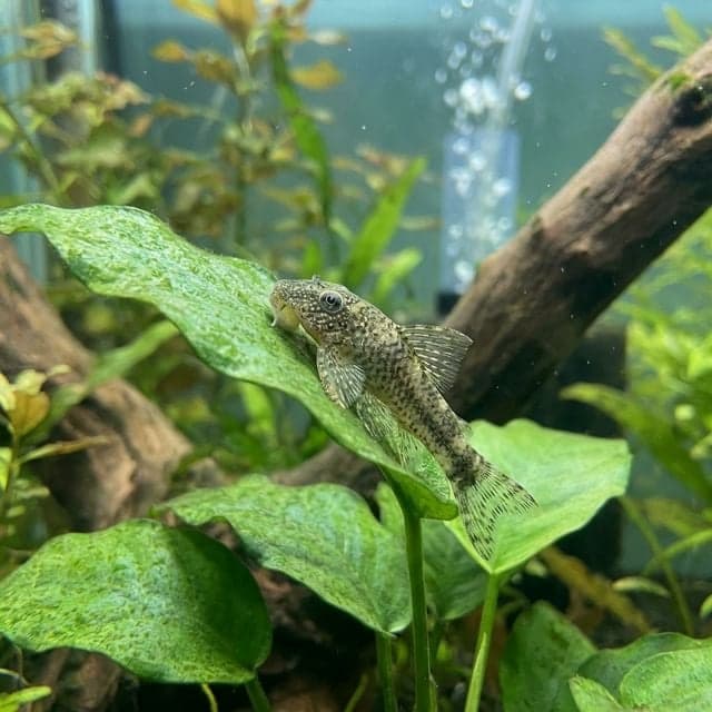 The Otocinclus Catfish: Otocinclus sp