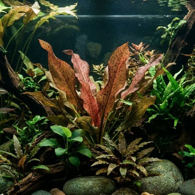 Echinodorus "Ozelot" : échinodore Ozelot