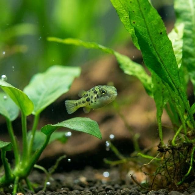 The Pea Puffer: Carinotetraodon travancoricus