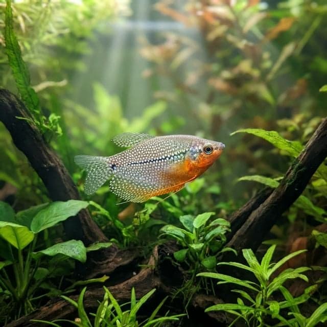 The Pearl Gourami: Trichopodus leerii