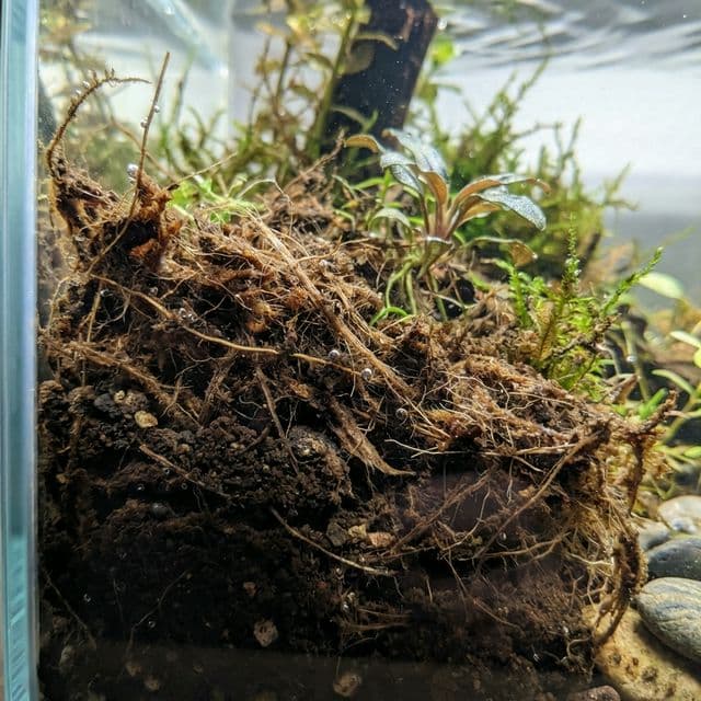 Peat moss substrate