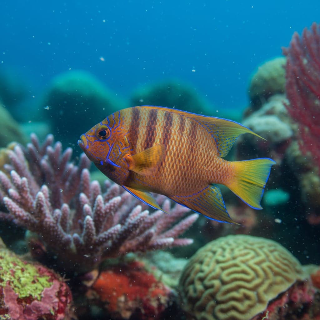 Potter's Angelfish