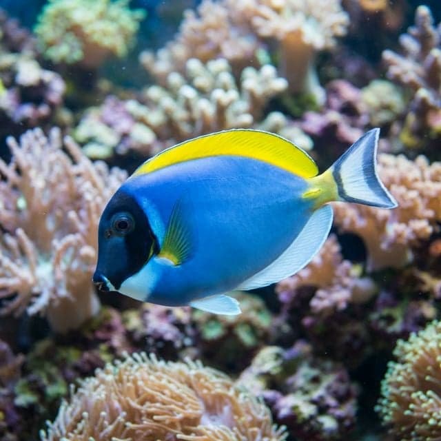 Powder Blue Tang