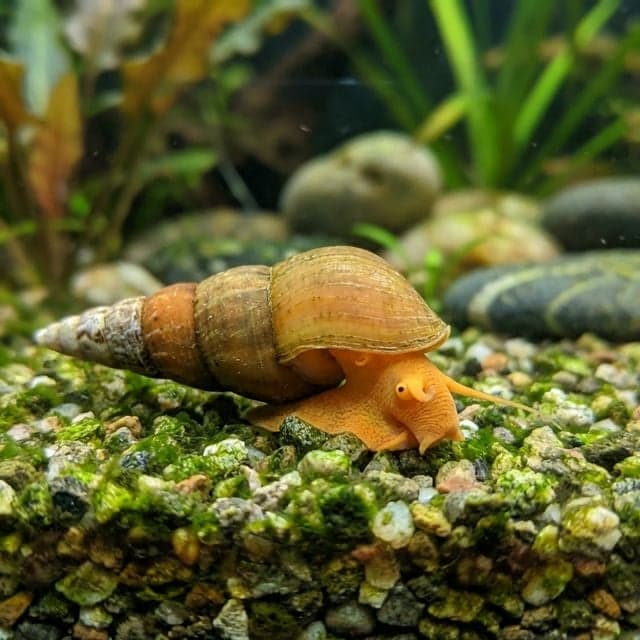 The Rabbit Snail: Tylomelania sp