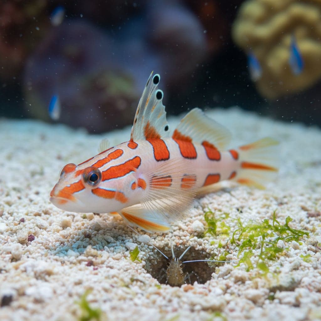 Randall's Goby