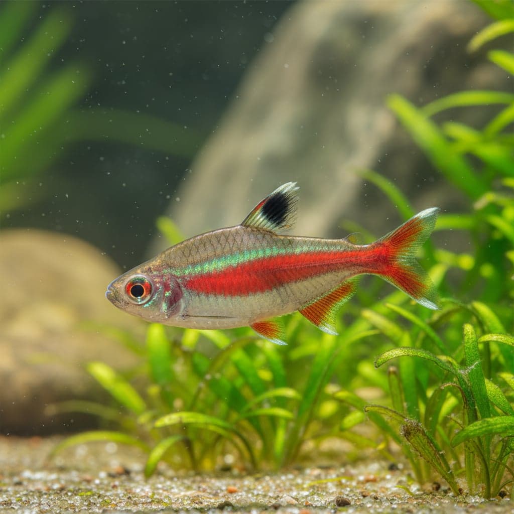 Rathbun's Bloodfin Tetra: Aphyocharax rathbuni